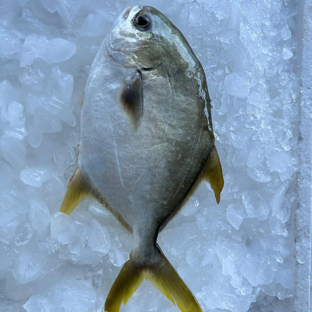 Silver Pomfret / Ikan Bawal Emas