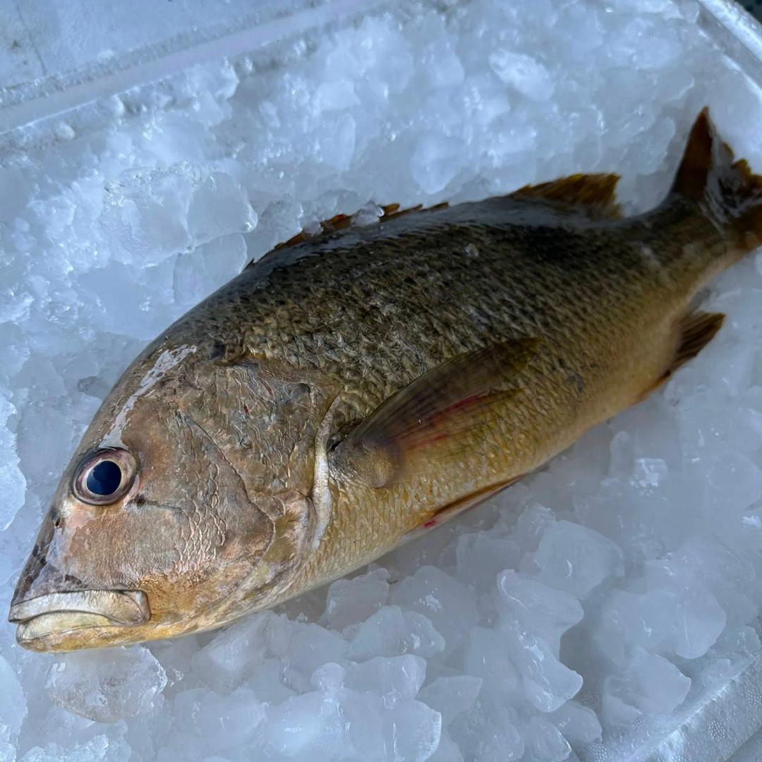 Red Snapper / Jernahak