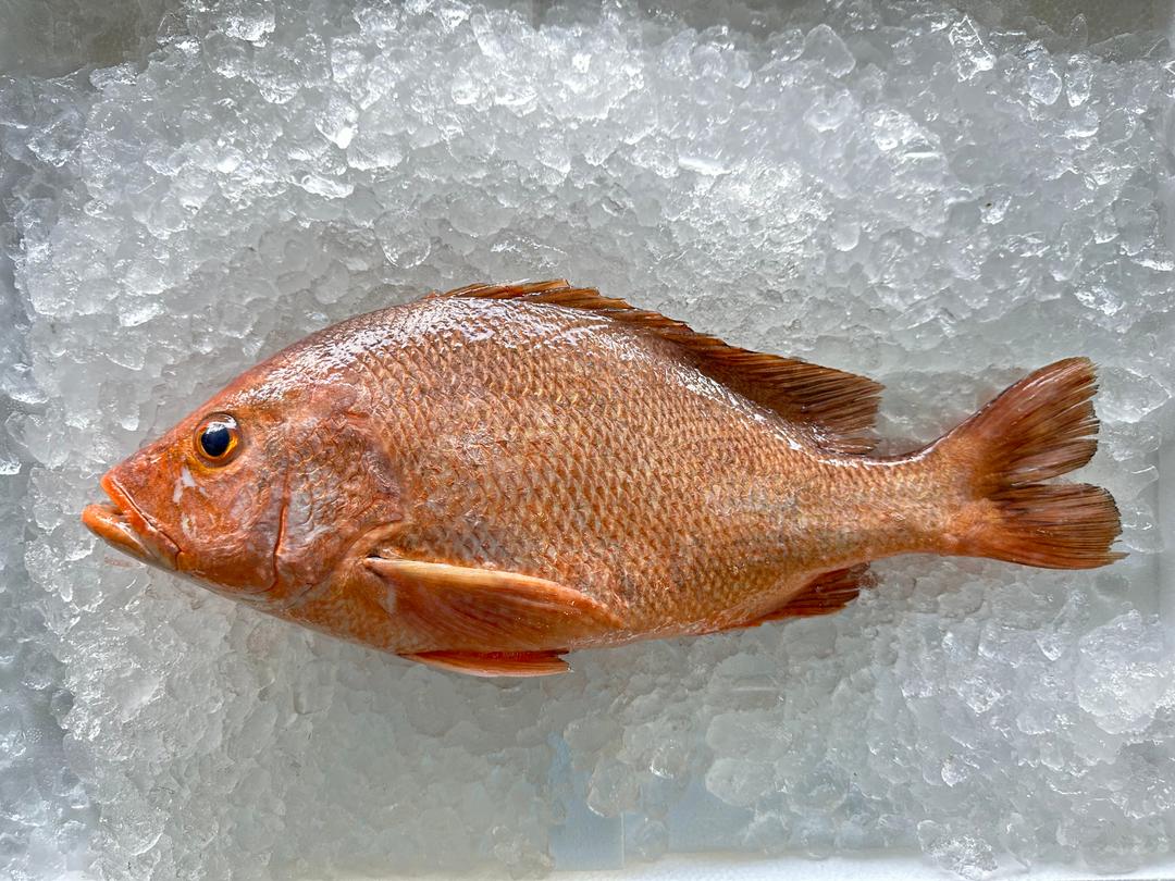 Red fish / Ikan Merah