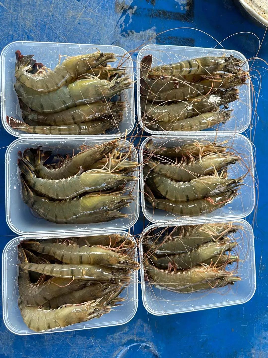 Tiger Prawn / Udang Harimau