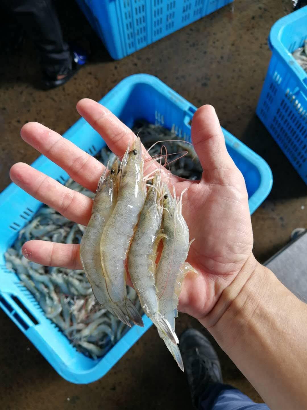 Vannamei / Udang Putih